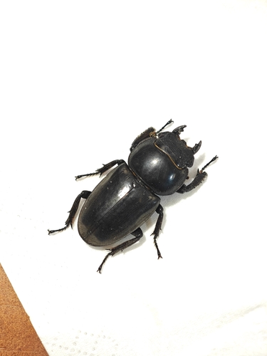 Serrognathus titanus platymelus