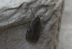 Eudonia bisinualis