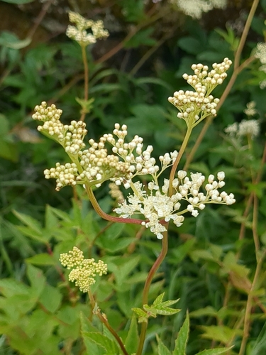 Meadowsweet