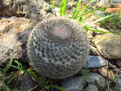 Mammillaria grusonii