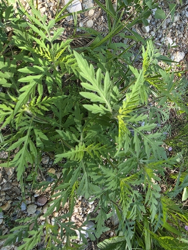 iNaturalist image