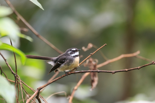 iNaturalist image