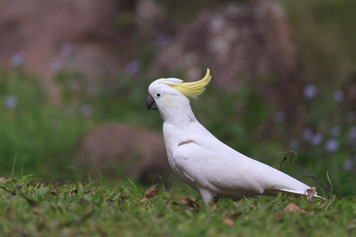 iNaturalist image
