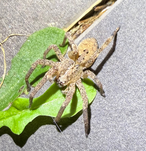 iNaturalist image