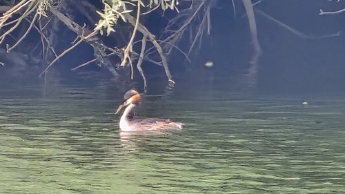 iNaturalist image