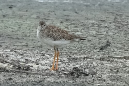 iNaturalist image