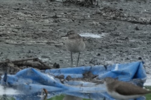 iNaturalist image