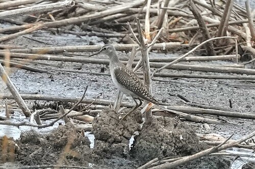iNaturalist: (c) Дмитрий, some rights reserved (CC BY-NC), uploaded by Дмитрий iNaturalist image