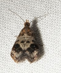 Tebenna gnaphaliella