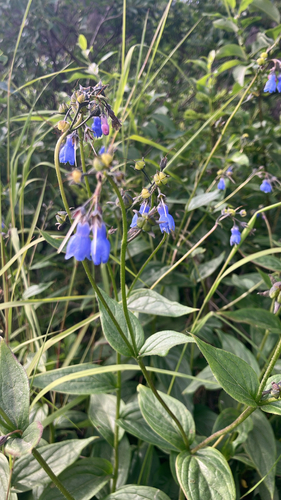 Tall Bluebell