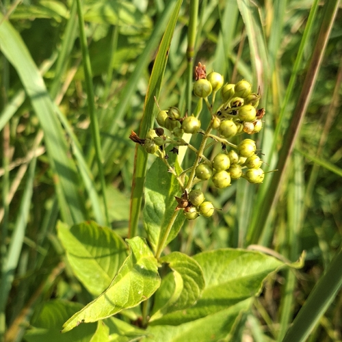 Yellow Loosestrife