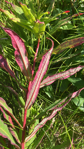 fireweed