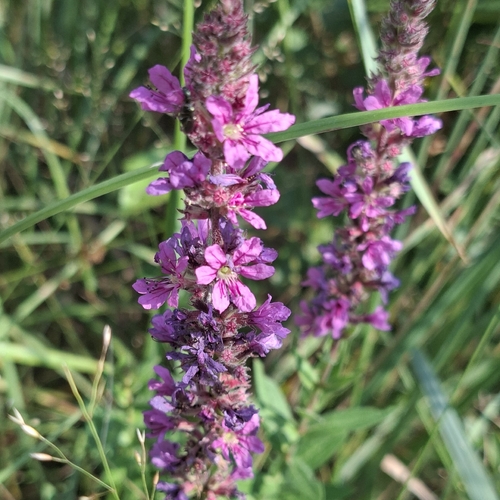 purple loosestrife