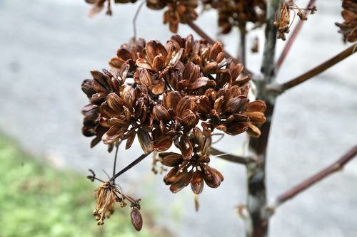 Ferula kuhistanica, photograph 3