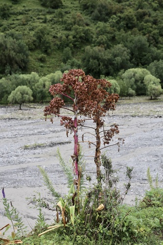 Ferula kuhistanica, photograph 2