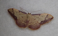 Idaea ostrinaria