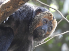 Pithecia chrysocephala