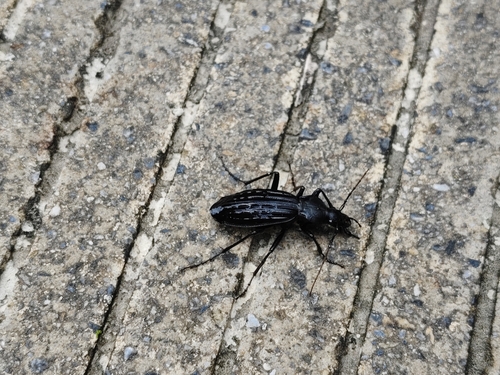 Carabus bousquetellus