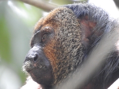 Pithecia chrysocephala