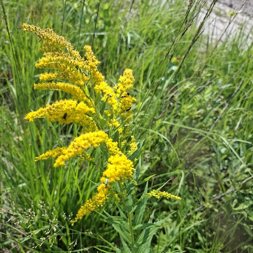 Canada goldenrod