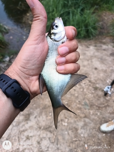 Common Bream