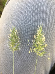 Anthoxanthum aristatum aristatum