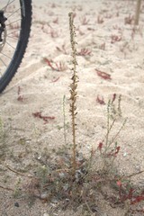 Reseda hookeri