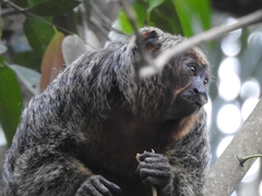 Pithecia chrysocephala