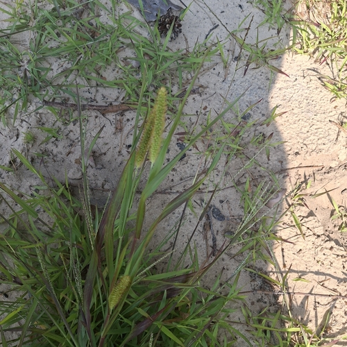 yellow foxtail