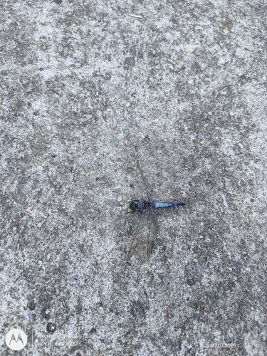 Black-tailed Skimmer