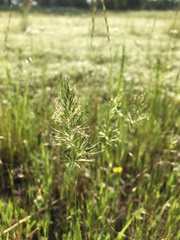 Anthoxanthum aristatum aristatum