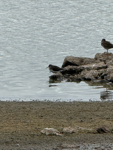iNaturalist image