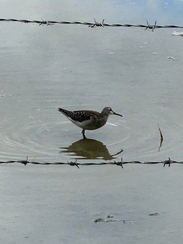 iNaturalist image