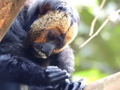 Pithecia chrysocephala