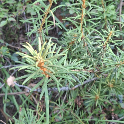 marsh Labrador tea