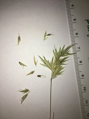Anthoxanthum aristatum aristatum