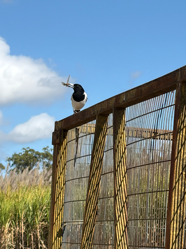 Pied Butcherbird