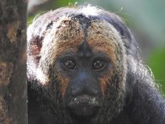 Pithecia chrysocephala