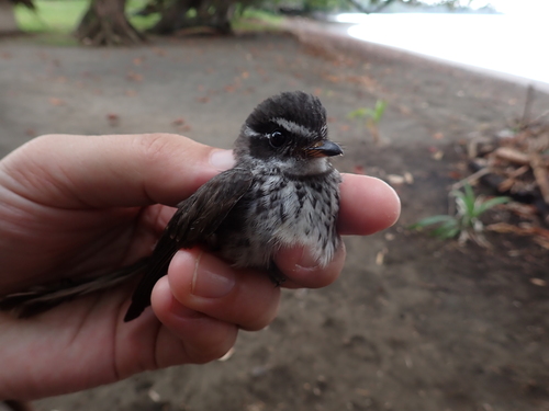 New Caledonian Streaked Fantail (Rhipidura verreauxi), photo 8