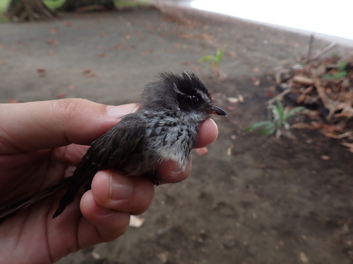 New Caledonian Streaked Fantail (Rhipidura verreauxi), photo 9