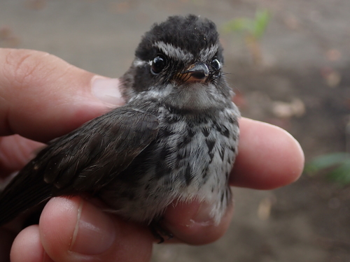New Caledonian Streaked Fantail (Rhipidura verreauxi), photo 1