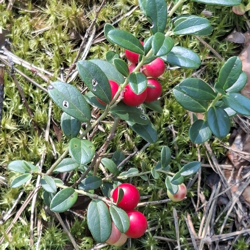 Lingonberry