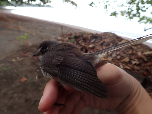 New Caledonian Streaked Fantail (Rhipidura verreauxi), photo 7