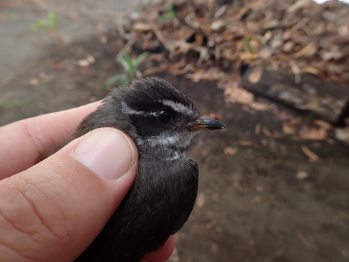 New Caledonian Streaked Fantail (Rhipidura verreauxi), photo 2