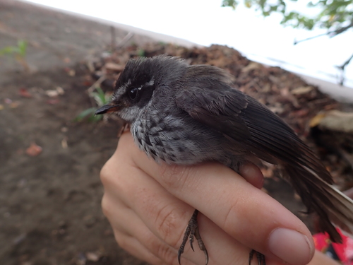 New Caledonian Streaked Fantail (Rhipidura verreauxi), photo 10