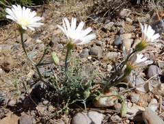 Calycoseris wrightii