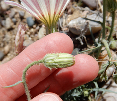 Calycoseris wrightii