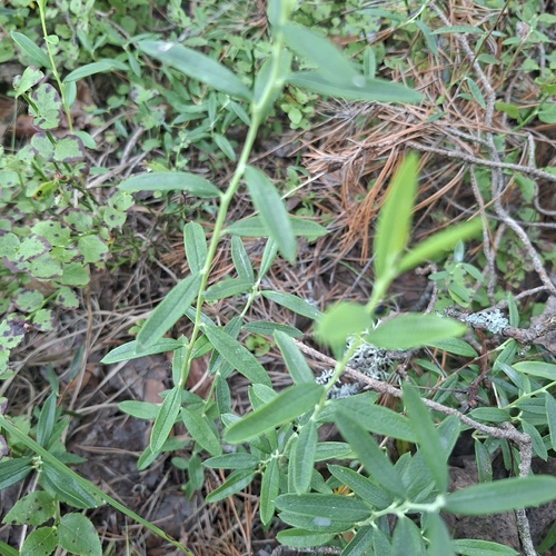 Wild Rosemary