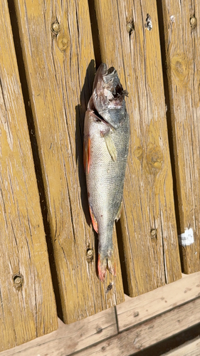 European Perch