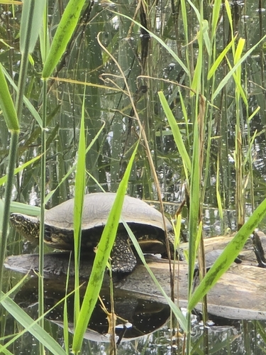 European Pond Turtle